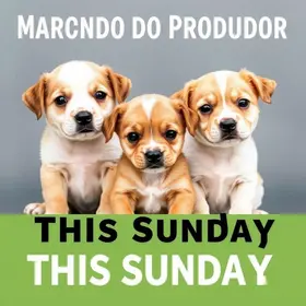 Feira de Adoção Baby Pet